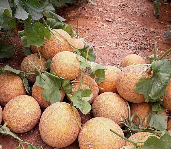 peponi